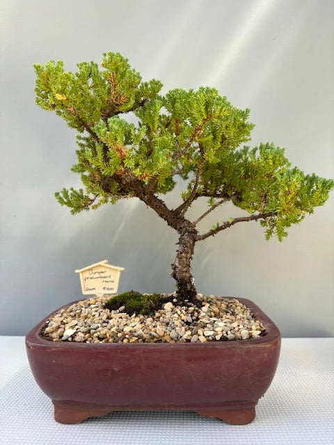 Juniper procumbens nana Bonsai