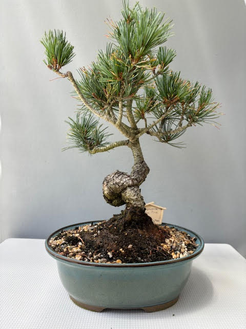 Japanese White Pine Bonsai