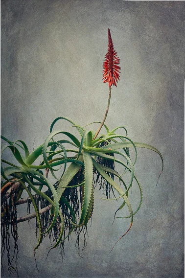 Aloe