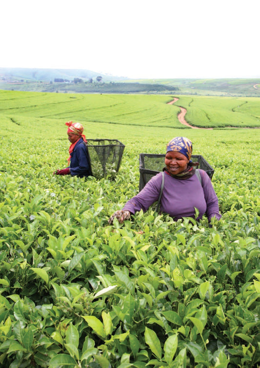 Black Tea, Single Origin Estate: Zululand, South Africa (20 tea bags)