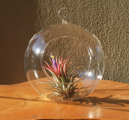 Round Glass Ball with plant