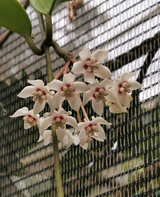 Hoya australis