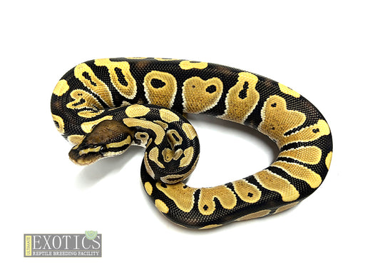 Ball Python Desert Ghost