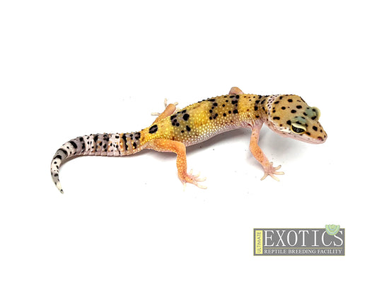 Tangerine Leopard Gecko