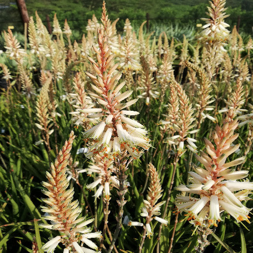 Sunbird Aloes ‘Fairy Pink’