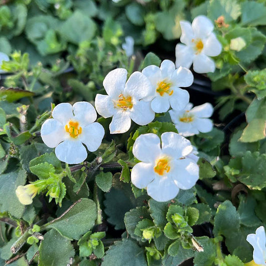 White Bacopa megacopa (Sutera Cordata)