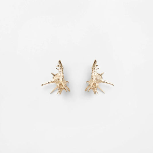 Tara Shell earrings