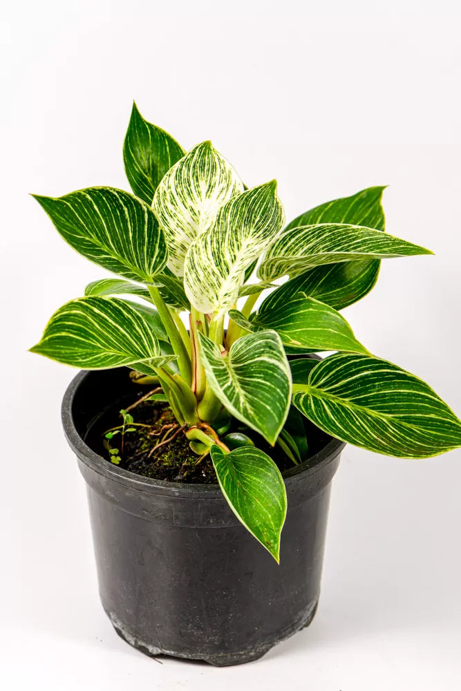 Philodendron Birkin