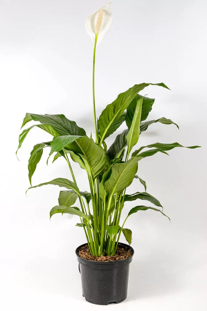 Peace Lily Sebastian